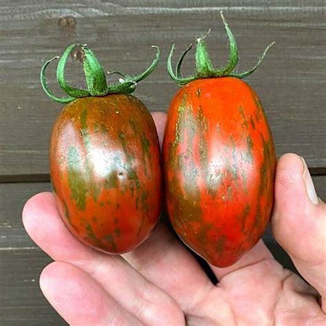 indian strip|Indian Stripe Tomato .